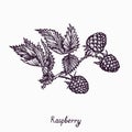 Raspberry branch with berries and leaves, simple doodle drawing with inscription