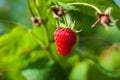 Raspberry on branch in garden. Large juicy ripe raspberries on branches, sunny summer day. Close up view of a ripe red raspberry Royalty Free Stock Photo