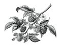 Raspberry branch hand drawing black and white vintage clip art i