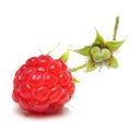 Raspberry branch isolated