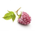 Raspberry branch isolated