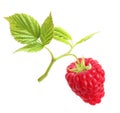 Raspberry branch isolated