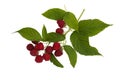 Raspberry branch with leaves and berries isolated on a white background Royalty Free Stock Photo