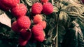 Raspberry, raspberry branch, many red berries