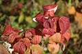 Raspberry branch with red leaves on a blurred background / Closeup / Abstraction /