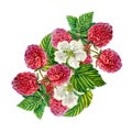 Raspberry. A branch of ripe juicy raspberries with berries, leaves and flowers. watercolor illustration. On white. Royalty Free Stock Photo