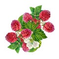 Raspberry. A branch of ripe raspberries with berries, leaves and flowers. watercolor illustration. On white background. Royalty Free Stock Photo