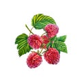 Raspberry. A branch of ripe raspberries with berries and leaves. watercolor illustration. Isolated on white background. Royalty Free Stock Photo