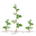 Raspberry breeding is shown by root suckers on a white.