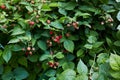 Raspberry bush in the garden. Harvest time. The process of ripening berries in an organic garden. Royalty Free Stock Photo