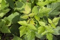 Raspberry bush, green raspberry leaves, branches of a raspberry bush, a young branch of a raspberry bush in summer Royalty Free Stock Photo