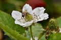 Raspberry bush with honeybee on flower on trellises, 1. Royalty Free Stock Photo