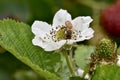 Raspberry bush with honeybee on flower on trellises, 2.