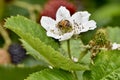 Raspberry bush with honeybee on flower on trellises, 3.