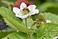 Raspberry bush with honeybee on flower on trellises, 5.