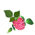 Raspberry from the bush