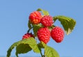 Raspberry bush plant. Branch of ripe raspberries Royalty Free Stock Photo