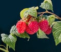 Raspberry bush plant. Branch of ripe raspberries Royalty Free Stock Photo