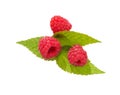 Raspberry bush plant. Branch of ripe raspberries Royalty Free Stock Photo