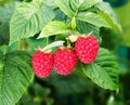 Raspberry bush plant. Branch of ripe raspberries Royalty Free Stock Photo