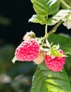 Raspberry bush plant. Branch of ripe raspberries Royalty Free Stock Photo