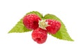 Raspberry bush plant. Branch of ripe raspberries Royalty Free Stock Photo