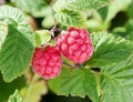 Raspberry bush plant. Branch of ripe raspberries Royalty Free Stock Photo