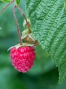 Raspberry bush plant. Branch of ripe raspberries Royalty Free Stock Photo