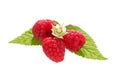 Raspberry bush plant. Branch of ripe raspberries Royalty Free Stock Photo