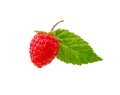 Raspberry bush plant. Branch of ripe raspberries Royalty Free Stock Photo