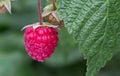 Raspberry bush plant. Branch of ripe raspberries Royalty Free Stock Photo