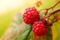 Raspberry bush plant. Defocus branch of ripe raspberries in a garden on blurred green background. Out of focus Royalty Free Stock Photo