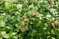 Raspberry bush with ripe and ripening raspberries Royalty Free Stock Photo
