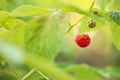 Raspberry bush with tasty ripe berry in garden