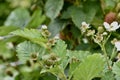 Raspberry bush with on trellises, 8.