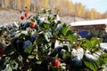 A raspberry bush of the varieties Cap of Monomakh stands covered with snow in an autumn garden, against a background of yellow Royalty Free Stock Photo