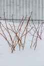 Raspberry bushes in the garden in winter under the cover of snow. Pruned raspberry shoots in the garden in winter under the snow Royalty Free Stock Photo