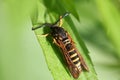 Raspberry Clearwing Moth