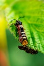 Raspberry clearwing moths mating Royalty Free Stock Photo