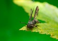 Raspberry clearwing, Pennisetia hylaeiformis on raspberry leaf Royalty Free Stock Photo