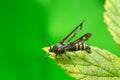 Raspberry clearwing, Pennisetia hylaeiformis on raspberry leaf Royalty Free Stock Photo