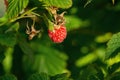 Raspberry close-up on a background of green leaves, blurred background. Royalty Free Stock Photo