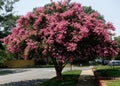 Raspberry colored crepe myrtle tree