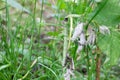 Raspberry diseases. Stem fly on raspberries. Young stems of raspberries affected by stem fly