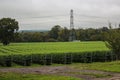 Raspberry farm with a lot of raspberry plants Royalty Free Stock Photo