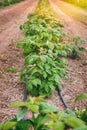 Raspberry field in the spring Royalty Free Stock Photo