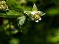 Raspberry flower on blurred natural background, close-up Royalty Free Stock Photo