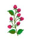 raspberry flower pixel image. cross stitch pattern vector illustration