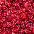 Raspberry forest berry.Raspberry background top view. Royalty Free Stock Photo