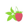 Raspberry. forest pink berries with leaves. Sweet fruit. Single isolated on white